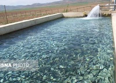 برداشت موفقیت آمیز ماهی خاویاری در هرمزگان