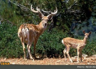 نجات یک رأس گوزن زرد ایرانی از خطر سیلاب در خوزستان