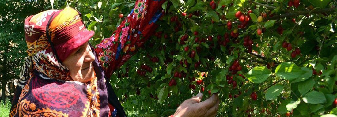 تصاویر ، جشنواره زغال اخته در کلیبر ؛ سرزمین صخره ای ایران ، پوشش محلی زنان کلیبری هنگام برداشت محصول