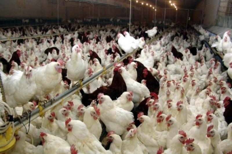 موردی از ابتلای انسانی به آنفلوانزای پرندگان نداریم موردی از ابتلای انسانی به آنفلوانزای پرندگان نداریم