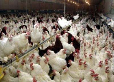 موردی از ابتلای انسانی به آنفلوانزای پرندگان نداریم