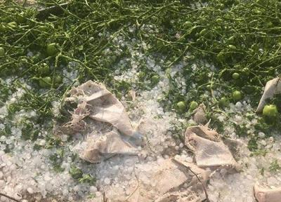 تگرگ به 1210 هکتار مزارع گوجه فرنگی دیر بوشهر خسارت زد