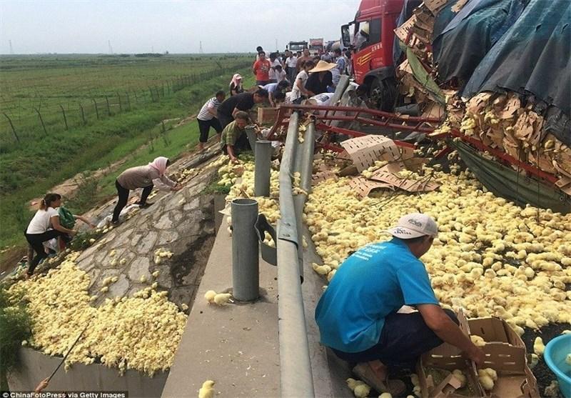 غارت 10 هزار جوجه یک روزه پس از واژگونی کامیونی در چین