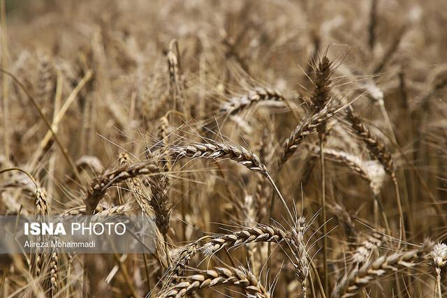 درآمد 12.5 میلیارد دلاری ترکیه از صادرات گندم