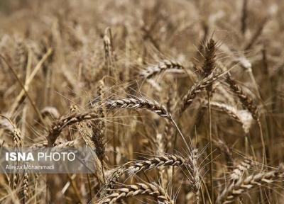 درآمد 12.5 میلیارد دلاری ترکیه از صادرات گندم