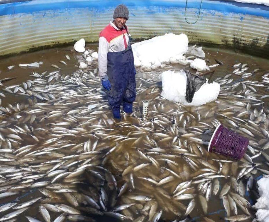 خبرنگاران برف و سرما 12 میلیارد ریال به بخش پرورش ماهی خلخال خسارت زد