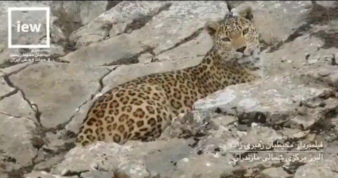 فیلم ، لحظه بی نظیر نگاه تمام رخ پلنگ ایرانی به دوربین فیلم ، لحظه بی نظیر نگاه تمام رخ پلنگ ایرانی به دوربین