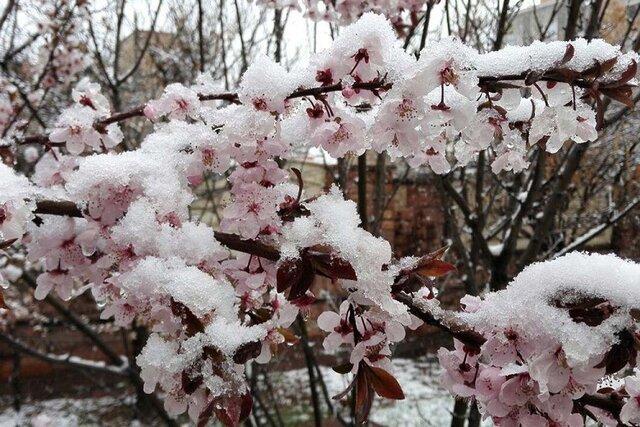 برف و سرما بیش از 37 میلیارد تومان به بخش کشاورزی خراسان شمالی برف و سرما بیش از 37 میلیارد تومان به بخش کشاورزی خراسان شمالی خسارت وارد کرد