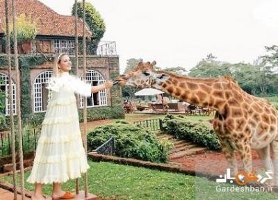 هتل زرافه مانور کنیا؛تجربه زندگی و غذاخوردن با زرافه ها
