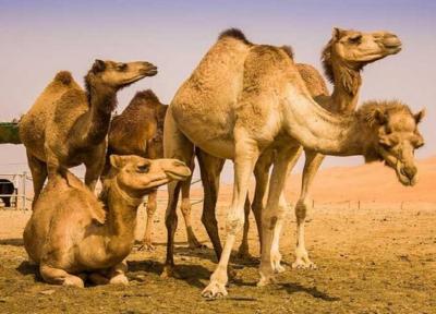 کرک شتر در جهت صادرات قرار گرفت
