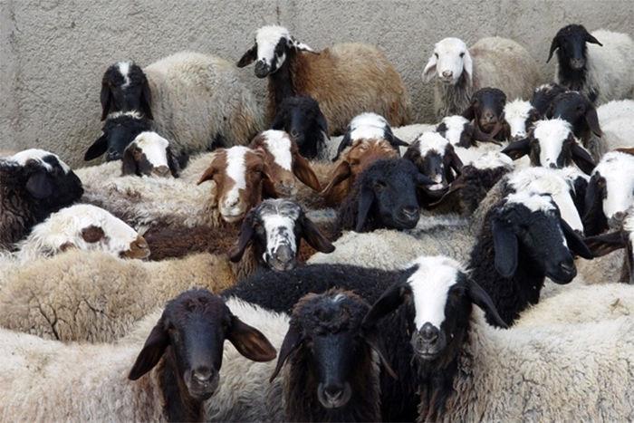 گوشت گوسفند قربانی در بازار کیلویی چند قیمت خورد؟