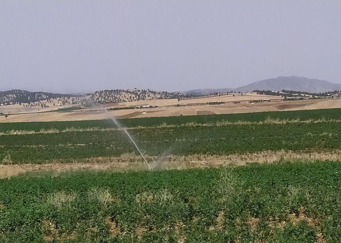 خبرنگاران 56 هزار هکتار اراضی کردستان به آبیاری تحت فشار خبرنگاران 56 هزار هکتار اراضی کردستان به آبیاری تحت فشار مجهز شد