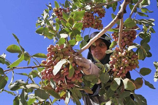 پسته سیستان و بلوچستان به بازار آمد