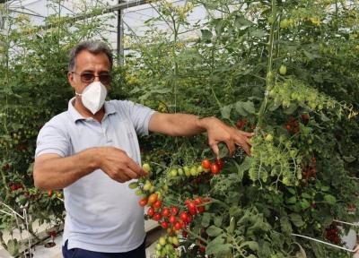 خبرنگاران سطح گلخانه های کرمانشاه 90 درصد افزایش یافت