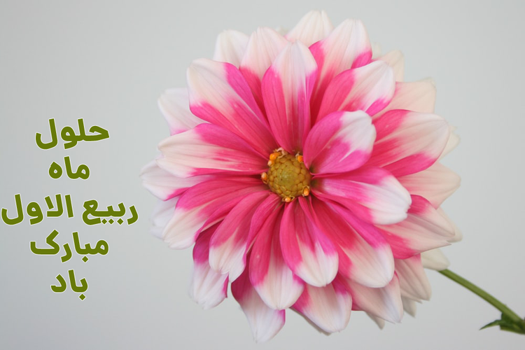 مهم ترین اعمال شب و روز اول ربیع الاول مهم ترین اعمال شب و روز اول ربیع الاول
