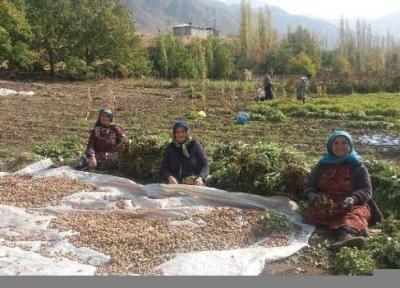 خبرنگاران 60 صندوق اعتبارات خرد زنان روستایی در استان اردبیل فعال است