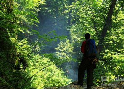 جنگل های انجیلی؛ طبیعت سوادکوه