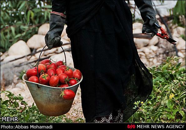 قیمت انواع میوه و تره بار در تهران، امروز 27 مهر 99