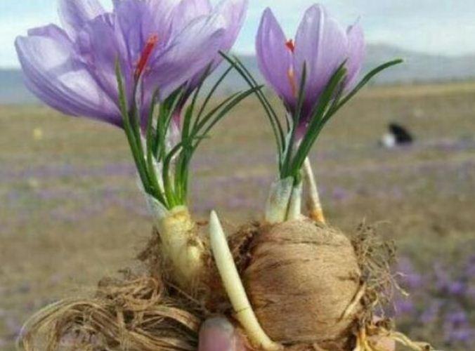 ورود پیازهای زعفران به بازار در سال 1400
