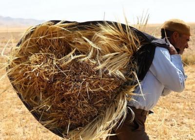 کشاورز کارت یعنی رسمی کردن گرانی کود و نهاده فراوری، به جای این کار قیمت ها را کاهش دهید