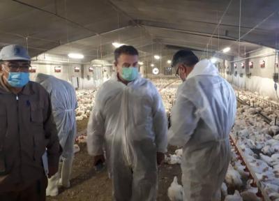 خبرنگاران مرغ تولیدی پاییز سال جاری، هفته جاری وارد بازار آذربایجان غربی می گردد