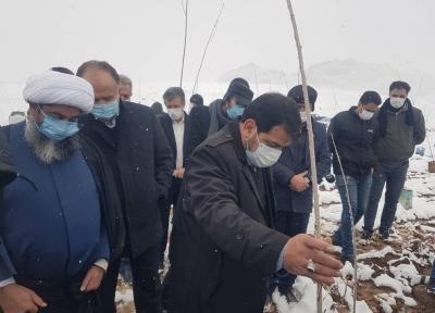 خبرنگاران عملیات نهالکاری در سطح 232 هزار هکتار اراضی کشور آغاز شد
