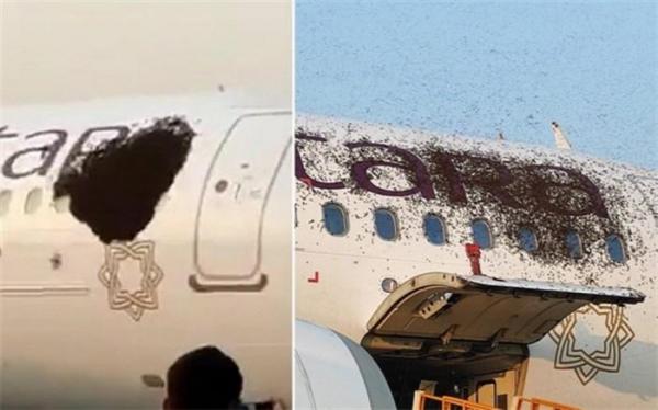 هجوم زنبورها به دو هواپیما در فرودگاه
