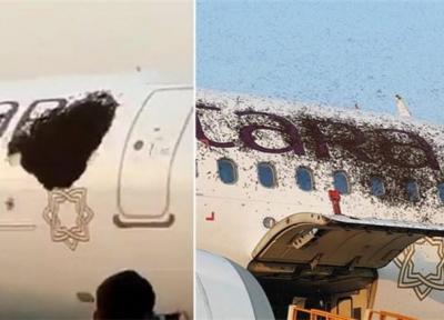 هجوم زنبورها به دو هواپیما در فرودگاه