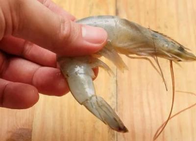 پاک کردن میگو و رگ سیاه زیر شکم میگو