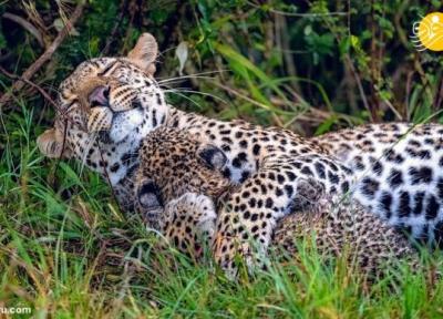 (عکس) مهر مادری پلنگ