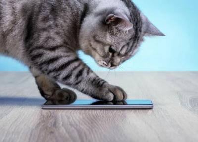 اپلیکیشن های مترجم صدای گربه چگونه کار می نمایند؟