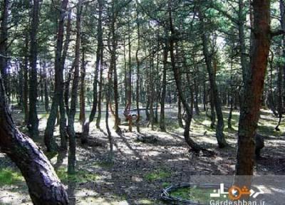 جنگل رقصان ؛جاذبه ترسناک و متفاوت روسیه