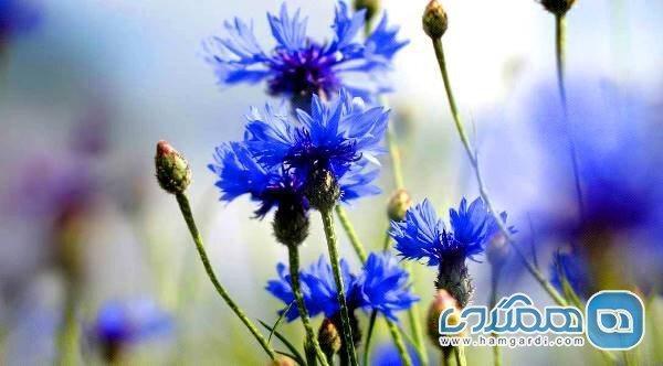 گل گندم؛ گیاه درمانی برای جوش و آکنه گل گندم؛ گیاه درمانی برای جوش و آکنه