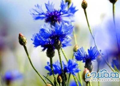 گل گندم؛ گیاه درمانی برای جوش و آکنه