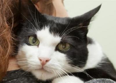 پیدا شدن گربه خانگی در شکم مار