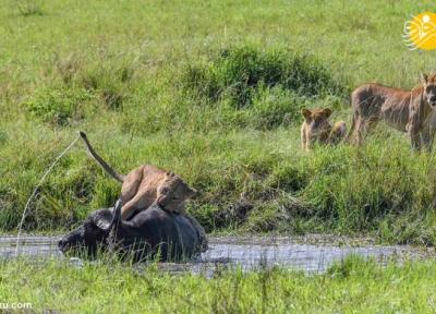 (تصاویر) شیرهای گرسنه بوفالو را در آب خفه کردند