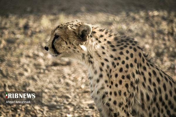 (تصاویر) پارک ملی توران مناسب ترین زیستگاه های یوزپلنگ آسیایی