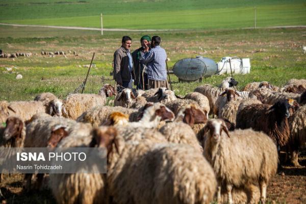 فرایند خرید دام عشایر خراسان جنوبی شتاب می گیرد