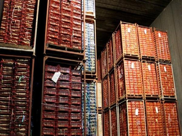 ظرفیت انبارهای کشاورزی خراسان رضوی بیش از 220 هزار تن است ظرفیت انبارهای کشاورزی خراسان رضوی بیش از 220 هزار تن است