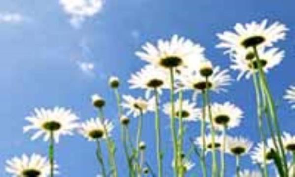 گل، طبیعت و سلامت گل، طبیعت و سلامت