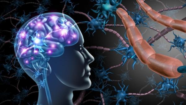 دانشمندان احتمال می دهند یکی از علل بیماری آلزایمر عبور پروتئین های سمی به وسیله خون از کبد به مغز باشد