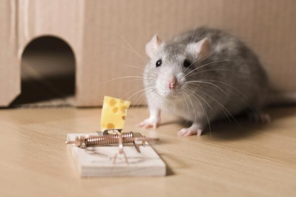 13 باور علمی اشتباه؛ موش ها عاشق پنیر هستند!