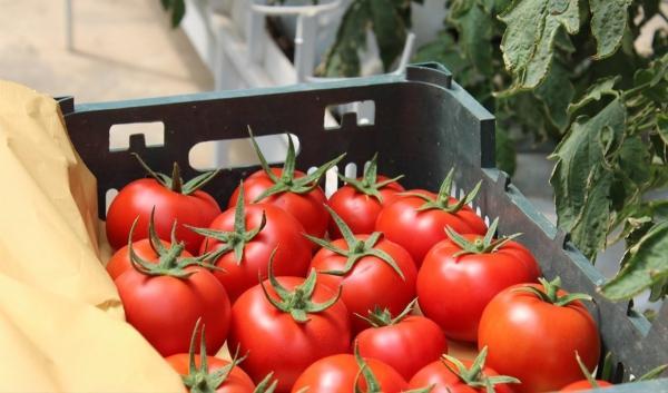 خبر خوش رییس اتحادیه بارفروشان: قیمت گوجه فرنگی کاهش یافت!