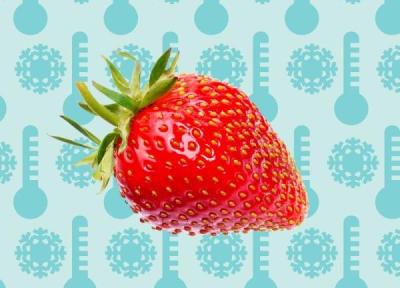 8 تا از برترین روش های فریز کردن توت فرنگی ???? با حفظ مزه برای مدت طولانی