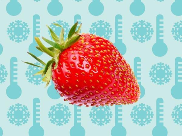 8 تا از برترین روش های فریز کردن توت فرنگی ???? با حفظ مزه برای مدت طولانی