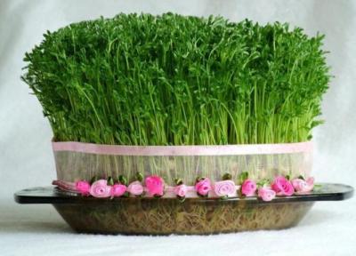 آموزش سبزه عید با کنجد، ذرت و انواع هسته مرکبات برای هفت سین عید